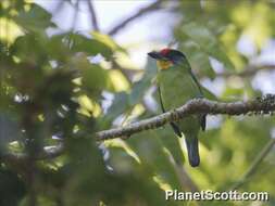 Image of Asian barbets