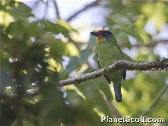 Image of Asian barbets