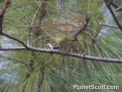 Image of Blyth's Leaf Warbler