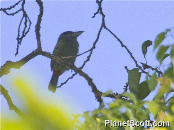 Image of Asian barbets