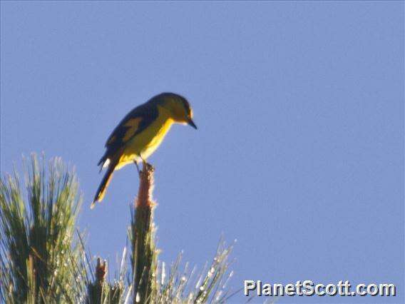 Image of Minivet