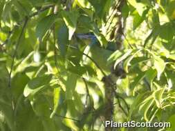 Image of Asian barbets