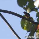 Image of Fire-breasted Flowerpecker