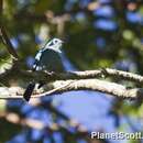 Image of Verditer Flycatcher