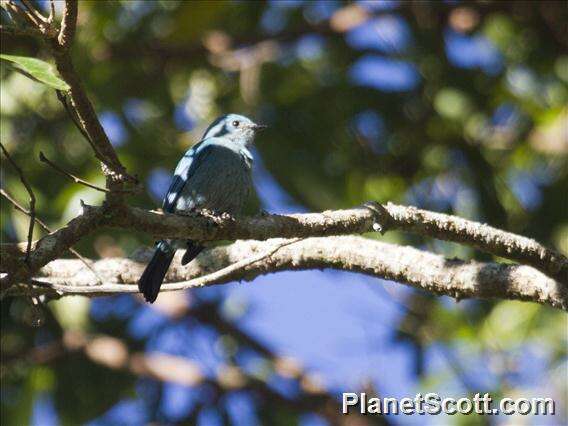 Image of Verditer-blue Flycatchers