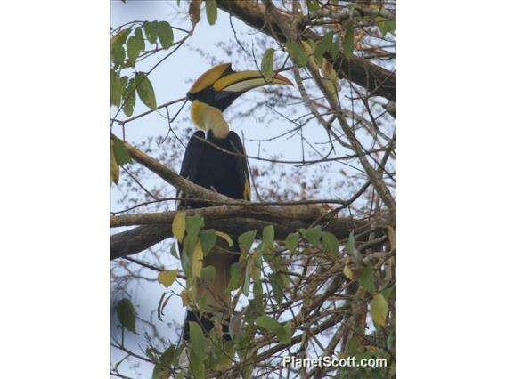 Image of Helmeted hornbill