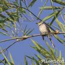 Image of Ashy Minivet