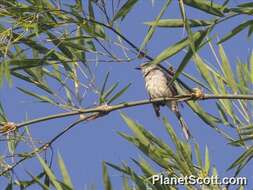 Image of Minivet