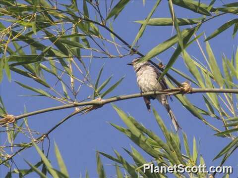 Image of Minivet