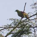 Image of Ashy-headed Green Pigeon