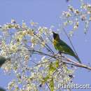 Image of Blue-winged Leafbird