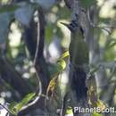 Image of Laced Woodpecker