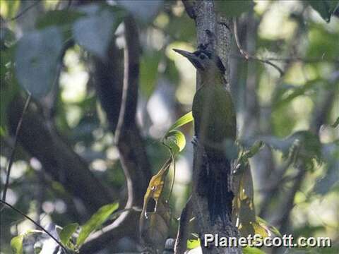 Image of Eurasian Green Woodpeckers and Allies