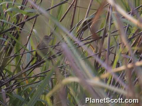 Image of Prinia Horsfield 1821