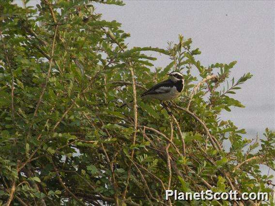 Image of Mekong Wagtail