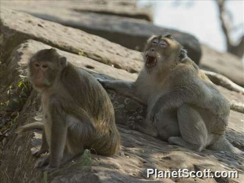 Image of macaques