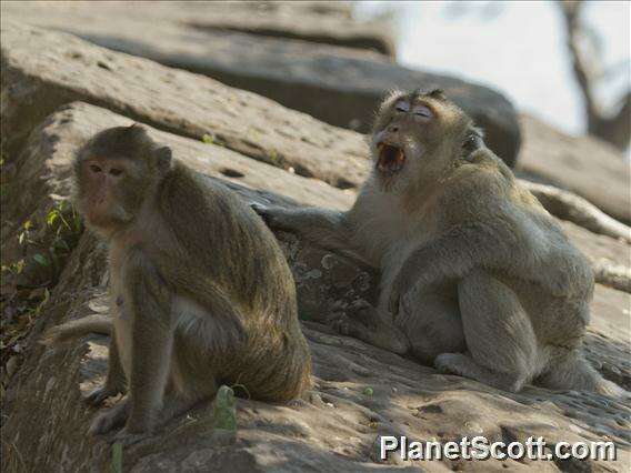 Image of macaques