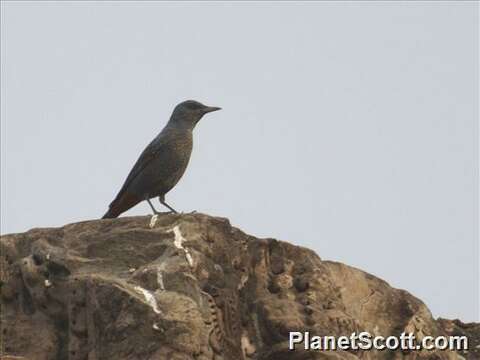 Image of Rock thrush