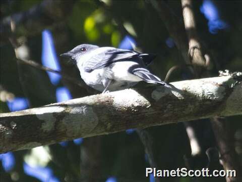 Image of Minivet