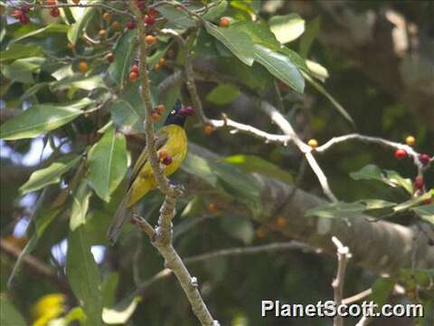 Image of Black-crested Bulbul