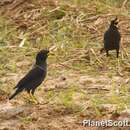 Image of Great Myna