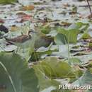 Image of Pheasant-tailed Jacana