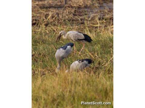 Image of Openbill stork