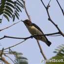 Image of Scarlet-backed Flowerpecker