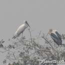 Image of Milky Stork