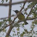 Image of Brown-throated Sunbird