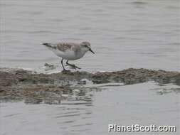 Image of Calidris Merrem 1804