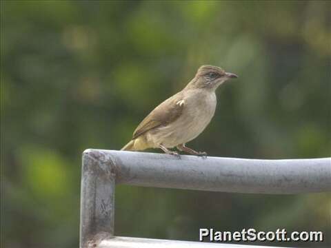 Image of Streak-eared Bulbul