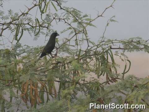 Image of Treepie