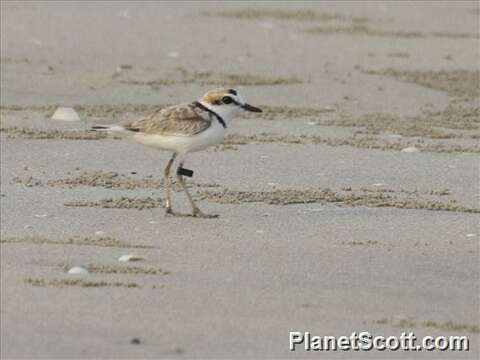 Charadrius peronii Schlegel 1865 resmi