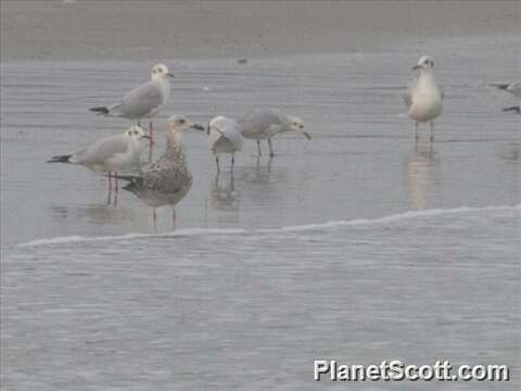 Imagem de Larus Linnaeus 1758