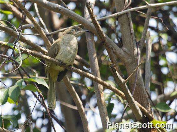 Image of Streak-eared Bulbul