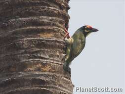 Image of Asian barbets