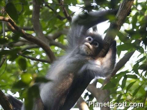 Image of Lutungs or leaf monkeys