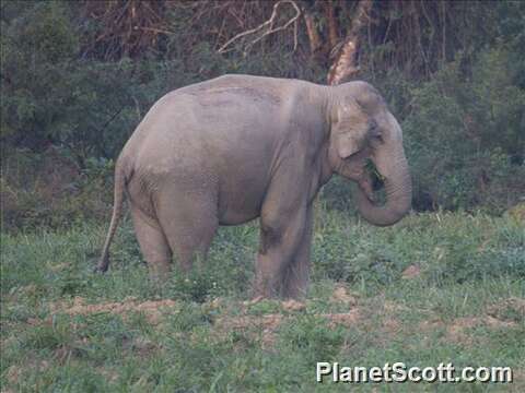 Слика од Elephas Linnaeus 1758