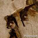 Image of Wrinkle-lipped Free-tailed Bat