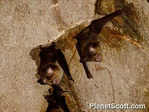 Image of Wrinkle-lipped Free-tailed Bat