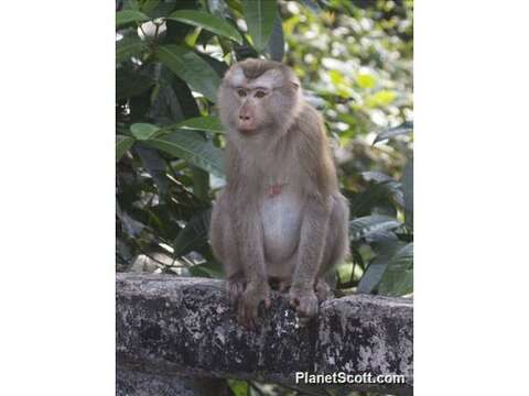 Image of macaques