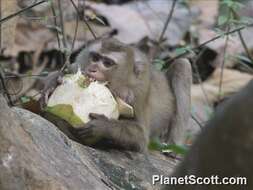 Image de Macaque