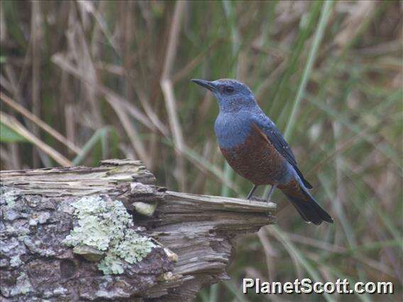 Image of Rock thrush