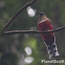 Image of Red-headed Trogon