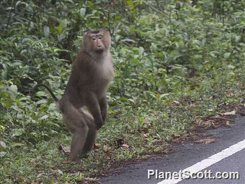 Image of macaques