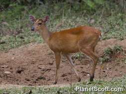 Image of Barking Deer sp.