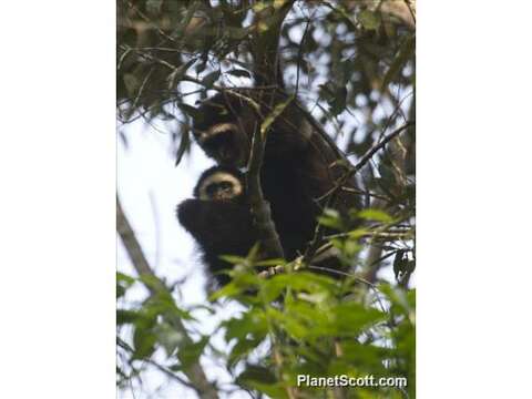 Image of gibbons