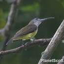 Image of Little Spiderhunter