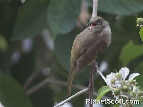 Image of Streak-eared Bulbul